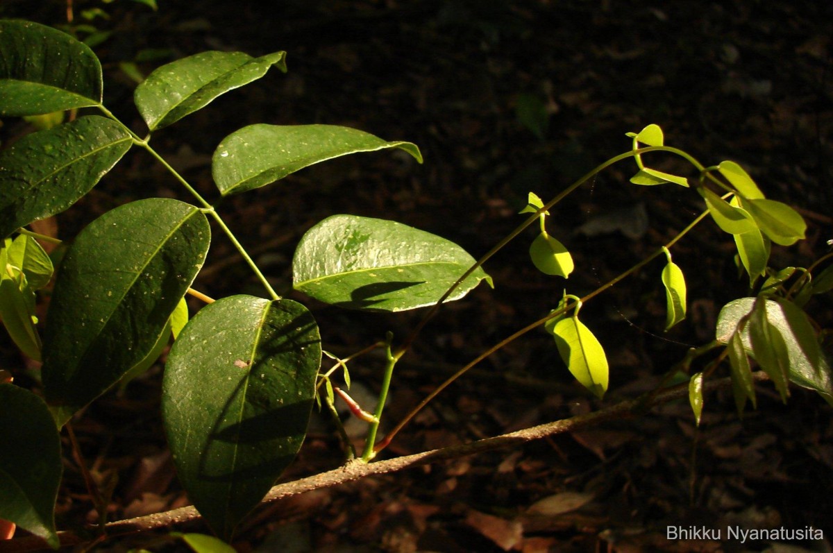 Derris parviflora Benth.